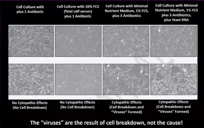 cell-culture-debris for virus