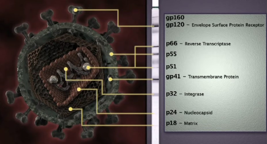 hiv-protein-virus