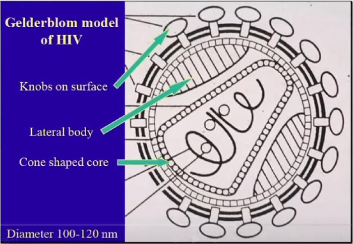 hiv-protein-model