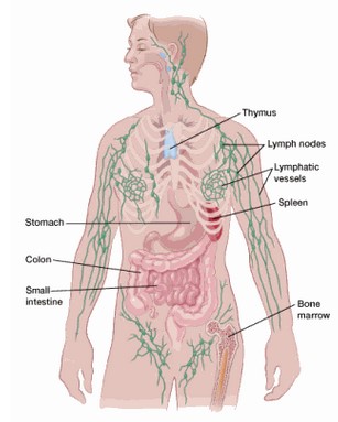 image of lymph-nodes