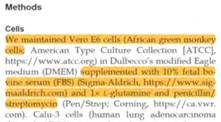 virus-cell-culture-making-with-monkey-cells